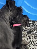 Clementine , a female Miniature Schnauzer for sale in Baytown, TX – 8 of 10