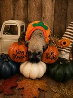 Ted, a male Miniature Schnauzer for sale in Baytown, TX – 3 of 10