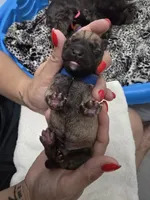 Ted, a male Miniature Schnauzer for sale in Baytown, TX – 4 of 10