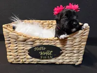 Clementine , a female Miniature Schnauzer for sale in Baytown, TX – 4 of 10