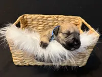 Ted, a male Miniature Schnauzer for sale in Baytown, TX – 5 of 10