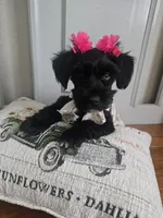 Clementine , a female Miniature Schnauzer for sale in Baytown, TX – 7 of 10