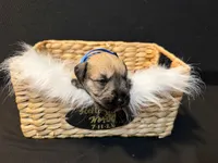 Ted, a male Miniature Schnauzer for sale in Baytown, TX – 2 of 10