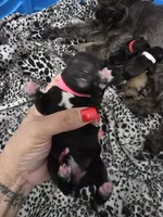 Clementine , a female Miniature Schnauzer for sale in Baytown, TX – 9 of 10