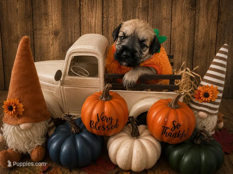 Ted – Miniature Schnauzer puppy for sale in Baytown, TX