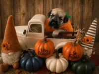 Ted, a male Miniature Schnauzer for sale in Baytown, TX – 1 of 10