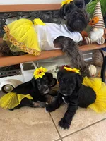 Clementine , a female Miniature Schnauzer for sale in Baytown, TX – 3 of 10