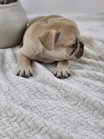 chocolate fawn, a male French Bulldog for sale in Chandler, MN – 3 of 5