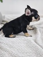 chocolate and tan, a male French Bulldog for sale in Chandler, MN – 2 of 4