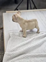 chocolate fawn, a male French Bulldog for sale in Chandler, MN – 2 of 5
