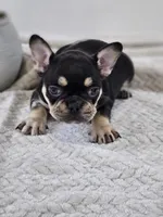 chocolate and tan female merle, a female French Bulldog for sale in Chandler, MN – 4 of 7