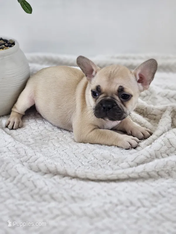 chocolate and fawn – French Bulldog puppy for sale in Chandler, MN