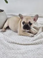 chocolate and fawn, a female French Bulldog for sale in Chandler, MN – 1 of 6