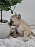 chocolate and fawn, a female French Bulldog for sale in Chandler, MN – 4 of 6
