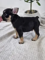 chocolate and tan , a male French Bulldog for sale in Chandler, MN – 3 of 5