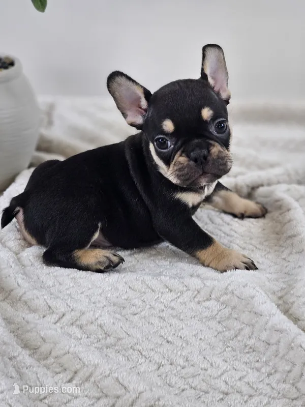 chocolate and tan – French Bulldog puppy for sale in Chandler, MN
