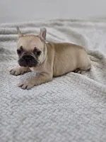 chocolate fawn, a male French Bulldog for sale in Chandler, MN – 3 of 5