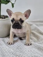 chocolate and fawn, a female French Bulldog for sale in Chandler, MN – 2 of 6