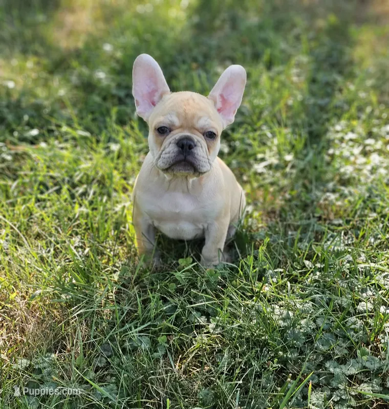 Chocolate fawn – French Bulldog puppy for sale in Chandler, MN