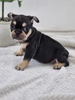 chocolate and tan female, a female French Bulldog for sale in Chandler, MN – 3 of 5