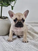 chocolate and fawn, a female French Bulldog for sale in Chandler, MN – 3 of 6