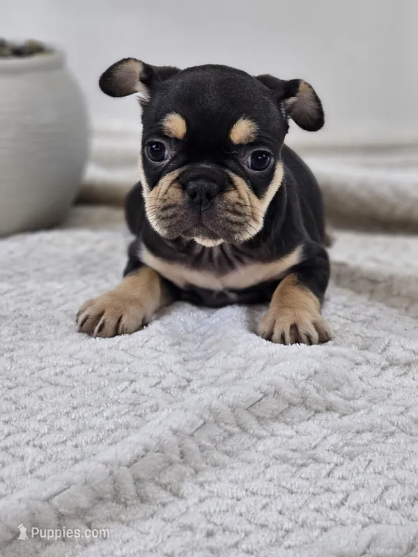 chocolate and tan female – French Bulldog puppy for sale in Chandler, MN