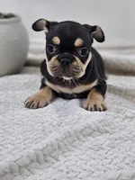 chocolate and tan female, a female French Bulldog for sale in Chandler, MN – 1 of 5