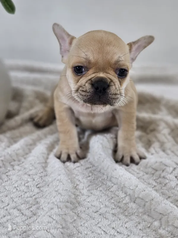 chocolate fawn – French Bulldog puppy for sale in Chandler, MN