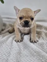 chocolate fawn, a female French Bulldog for sale in Chandler, MN – 1 of 4