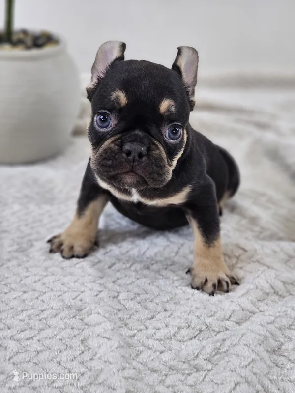 chocolate and tan  – French Bulldog puppy for sale in Chandler, MN