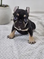chocolate and tan , a male French Bulldog for sale in Chandler, MN – 1 of 5
