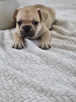chocolate fawn, a male French Bulldog for sale in Chandler, MN – 2 of 5