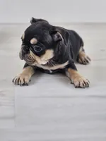 chocolate and tan female, a female French Bulldog for sale in Chandler, MN – 2 of 5