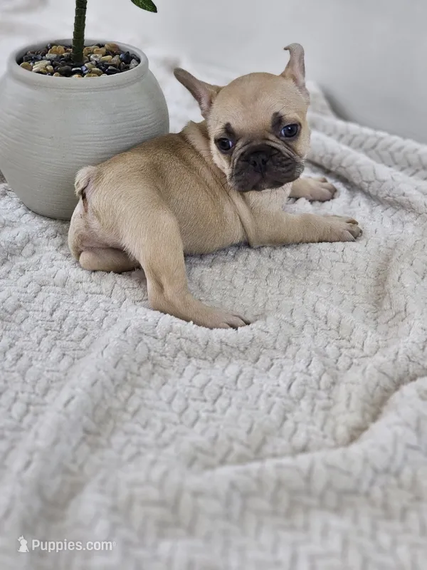 chocolate fawn – French Bulldog puppy for sale in Chandler, MN