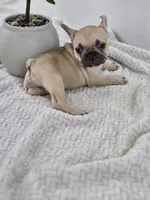 chocolate fawn, a male French Bulldog for sale in Chandler, MN – 1 of 5