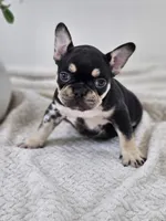chocolate and tan female merle, a female French Bulldog for sale in Chandler, MN – 2 of 7