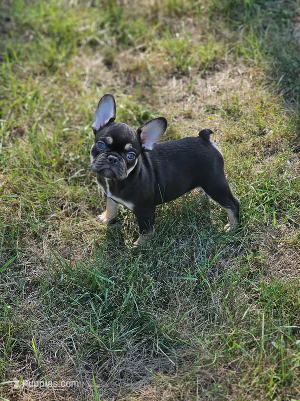 chocolate and tan  – French Bulldog puppy for sale in Chandler, MN