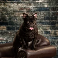 chocolate and tan female, a female French Bulldog for sale in Chandler, MN – 4 of 5