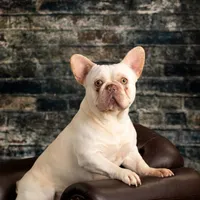 chocolate and fawn, a female French Bulldog for sale in Chandler, MN – 6 of 6