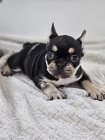 chocolate and tan female merle, a female French Bulldog for sale in Chandler, MN – 3 of 7