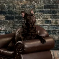 chocolate and tan female merle, a female French Bulldog for sale in Chandler, MN – 6 of 7