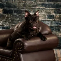 chocolate and tan, a male French Bulldog for sale in Chandler, MN – 3 of 4