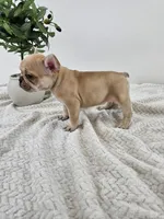 chocolate fawn, a female French Bulldog for sale in Chandler, MN – 2 of 4