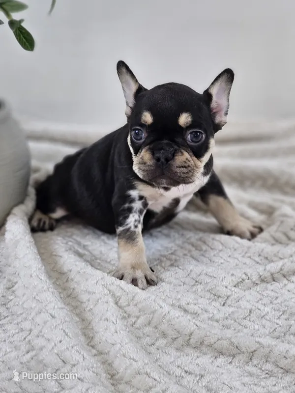 chocolate and tan female merle – French Bulldog puppy for sale in Chandler, MN