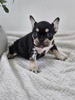 chocolate and tan female merle, a female French Bulldog for sale in Chandler, MN – 1 of 7