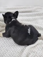 chocolate and tan female merle, a female French Bulldog for sale in Chandler, MN – 5 of 7