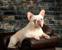 chocolate fawn, a female French Bulldog for sale in Chandler, MN – 4 of 4