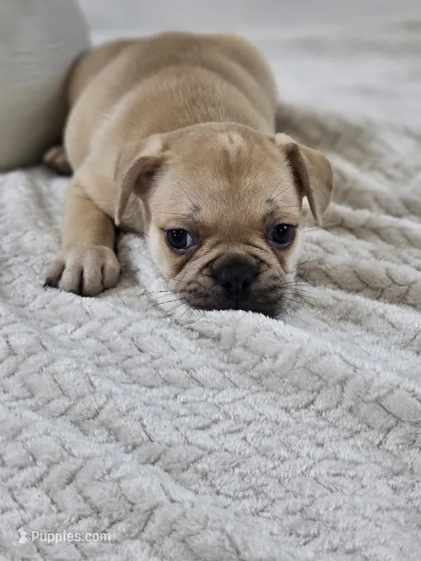 chocolate fawn – French Bulldog puppy for sale in Chandler, MN