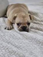 chocolate fawn, a male French Bulldog for sale in Chandler, MN – 1 of 5