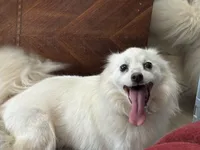 Diamond, a female American Eskimo for sale in Sneedville, TN – Photo 5 of 7